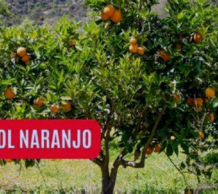 Aurora, 20, acompañante pelirroja de ojos grises y etnia caribeña basada en Crusheen. Ofrece Francés natural, Juego de roles, Masaje, Chica de fiesta. Dispon...