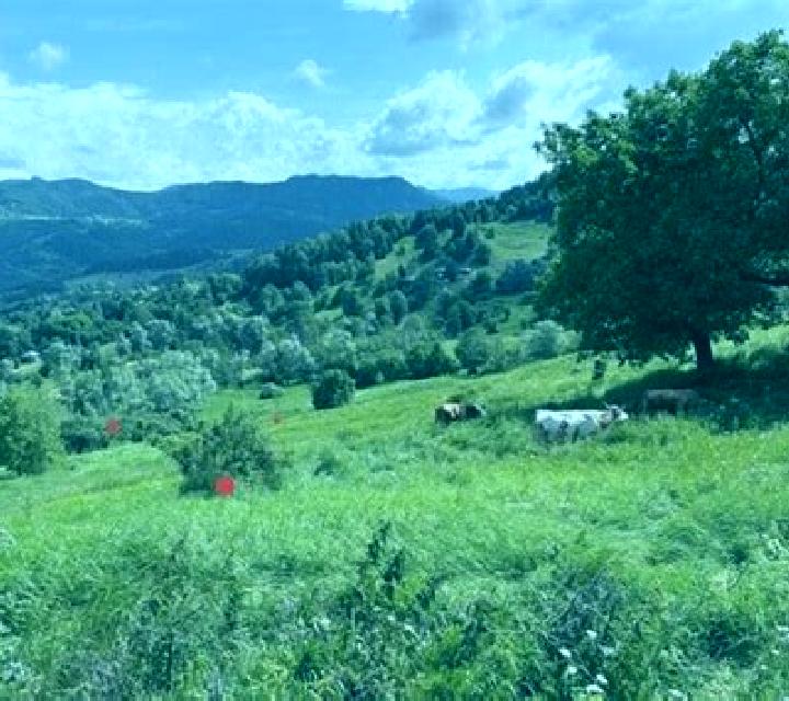 escort Beizi