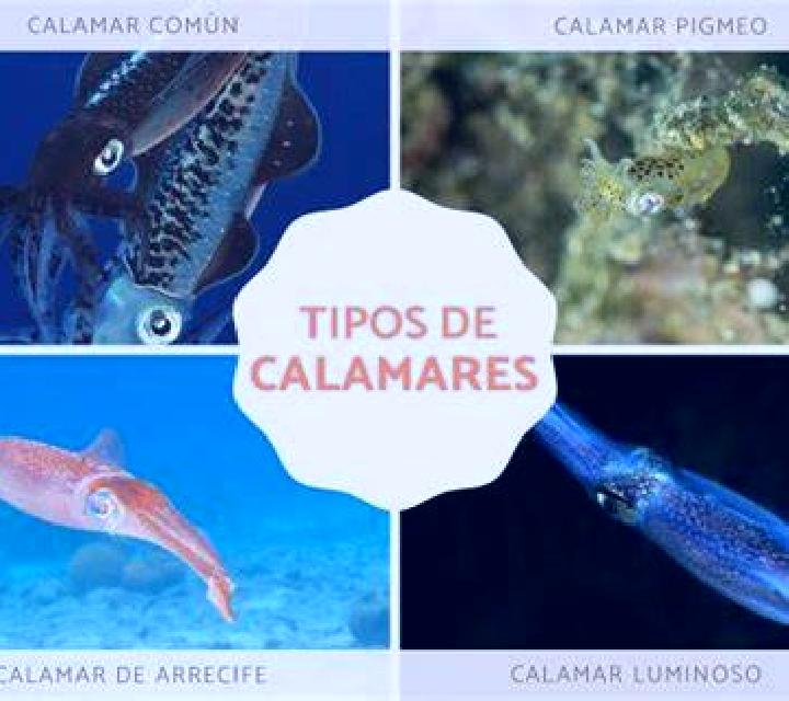 escort Calamar