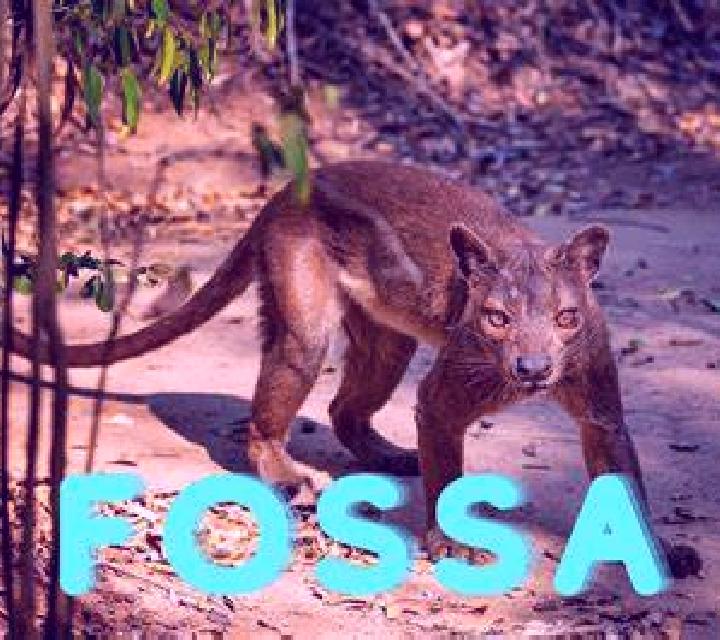 escort Fossa