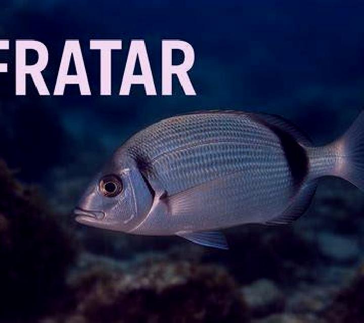 escort Fratar