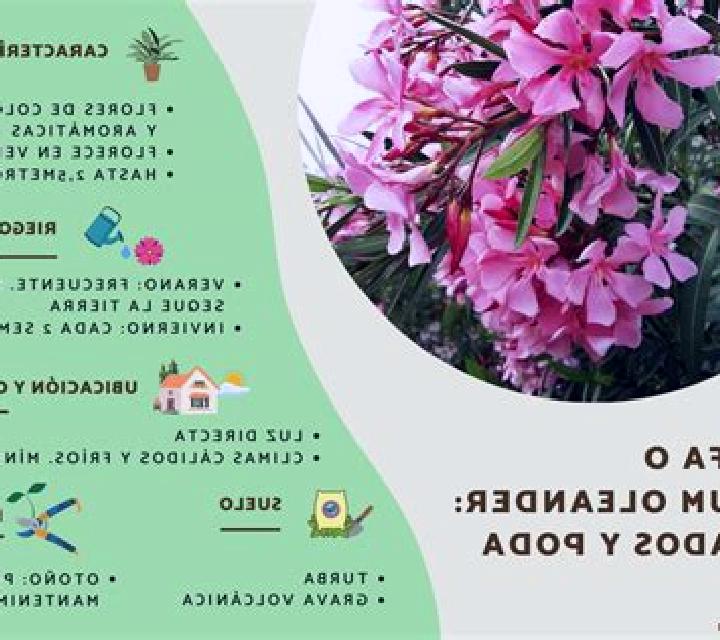 escort Freyre