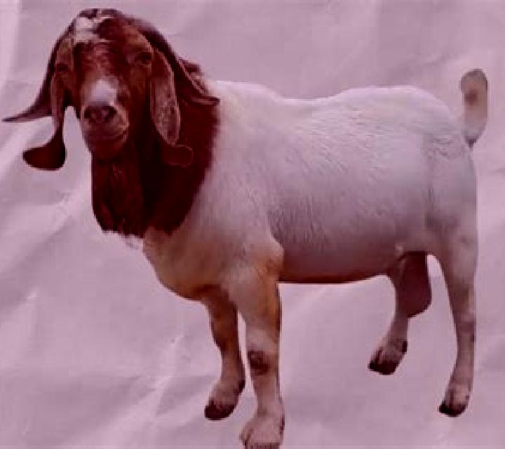 escort Kambing