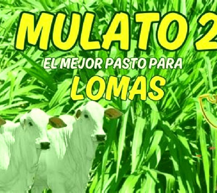 escort Loma Mulato