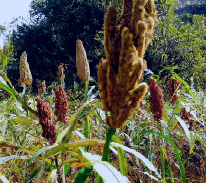 escort Millet