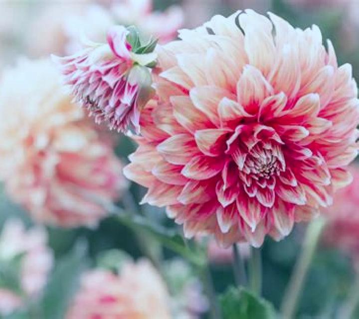 Escorts Roens, Austria — Chicas y putas locales