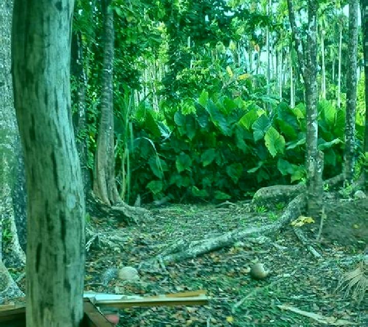 Natalia, 36, acompañante castaño claro de ojos grises y etnia caribeña basada en Tera Kora. Ofrece Dominación, Acompañante de viaje, Masaje de próstata, Feti...