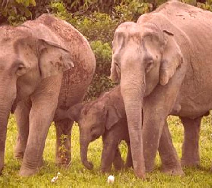 Renata, 21 — Escort en Tahoua, Níger